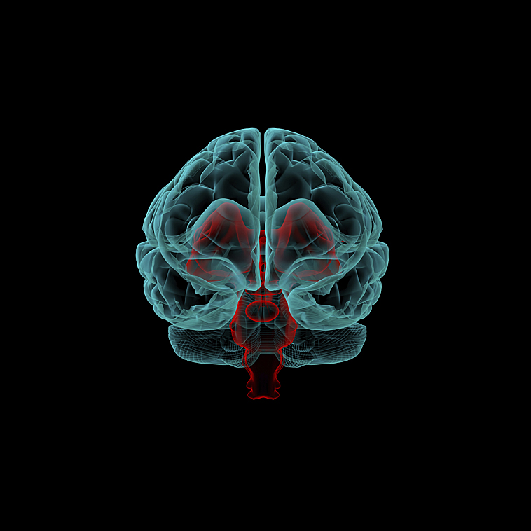 schizophrenia-linked-to-abnormal-brain-waves-tonegawa-laboratory