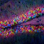 Researchers show that memories reside in specific brain cells