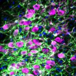 Scientists identify specific brain region and circuits controlling attention
