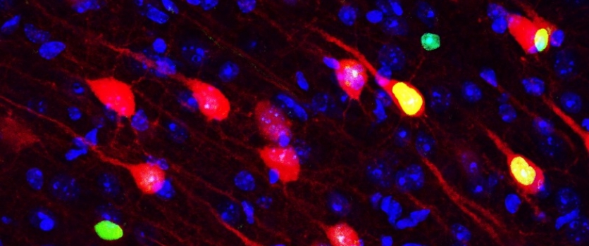 Neuroscientists identify brain circuit necessary for memory formation